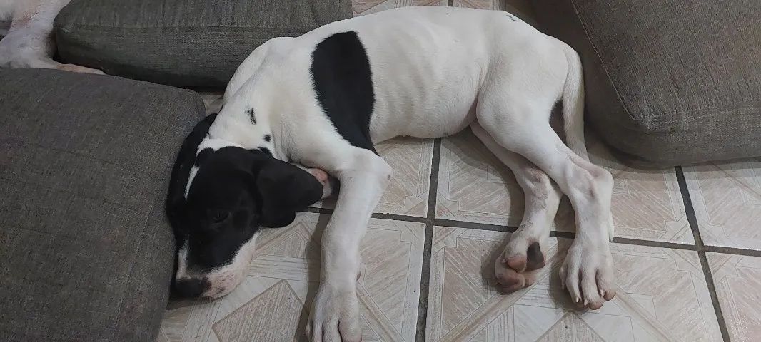 FILHOTES DE DOGUE ALEMAO