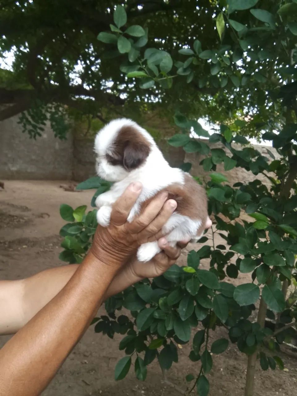 Fêmeas de shih tzu fígado  - Foto 2