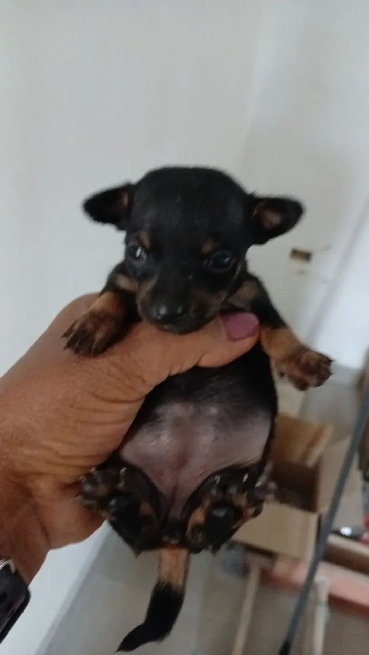 Pinscher 0