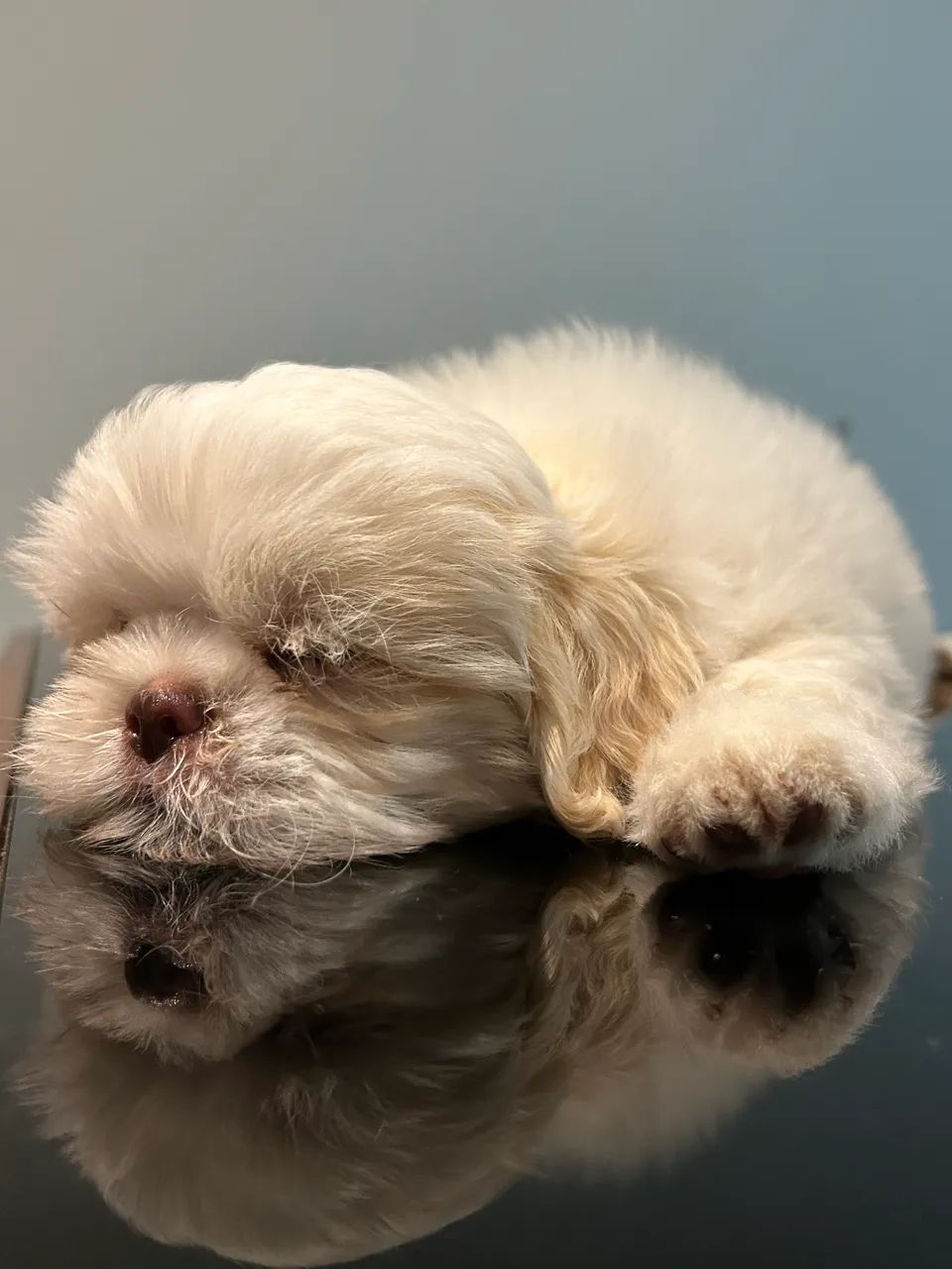 Cachorro shitzu macho  - Foto 3