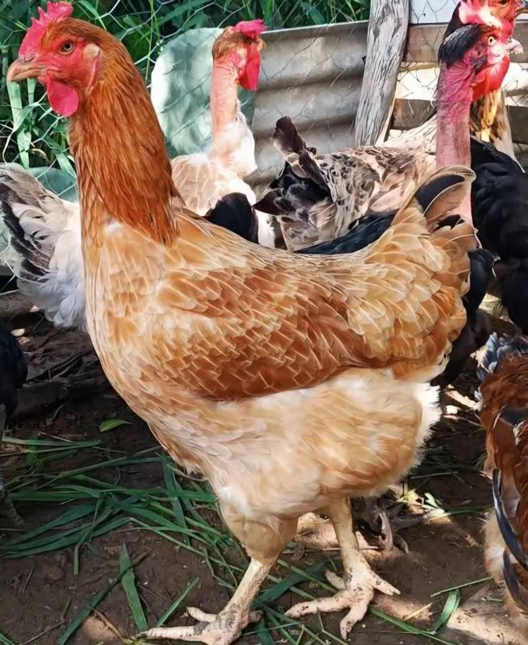 Galinha de capoeira abatida 