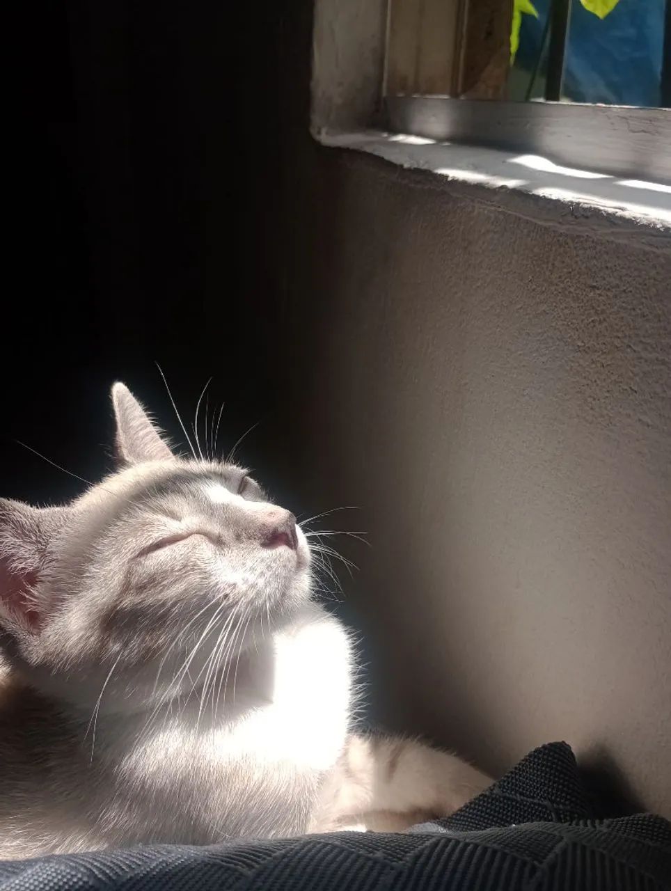 Doação gato macho - Foto 2