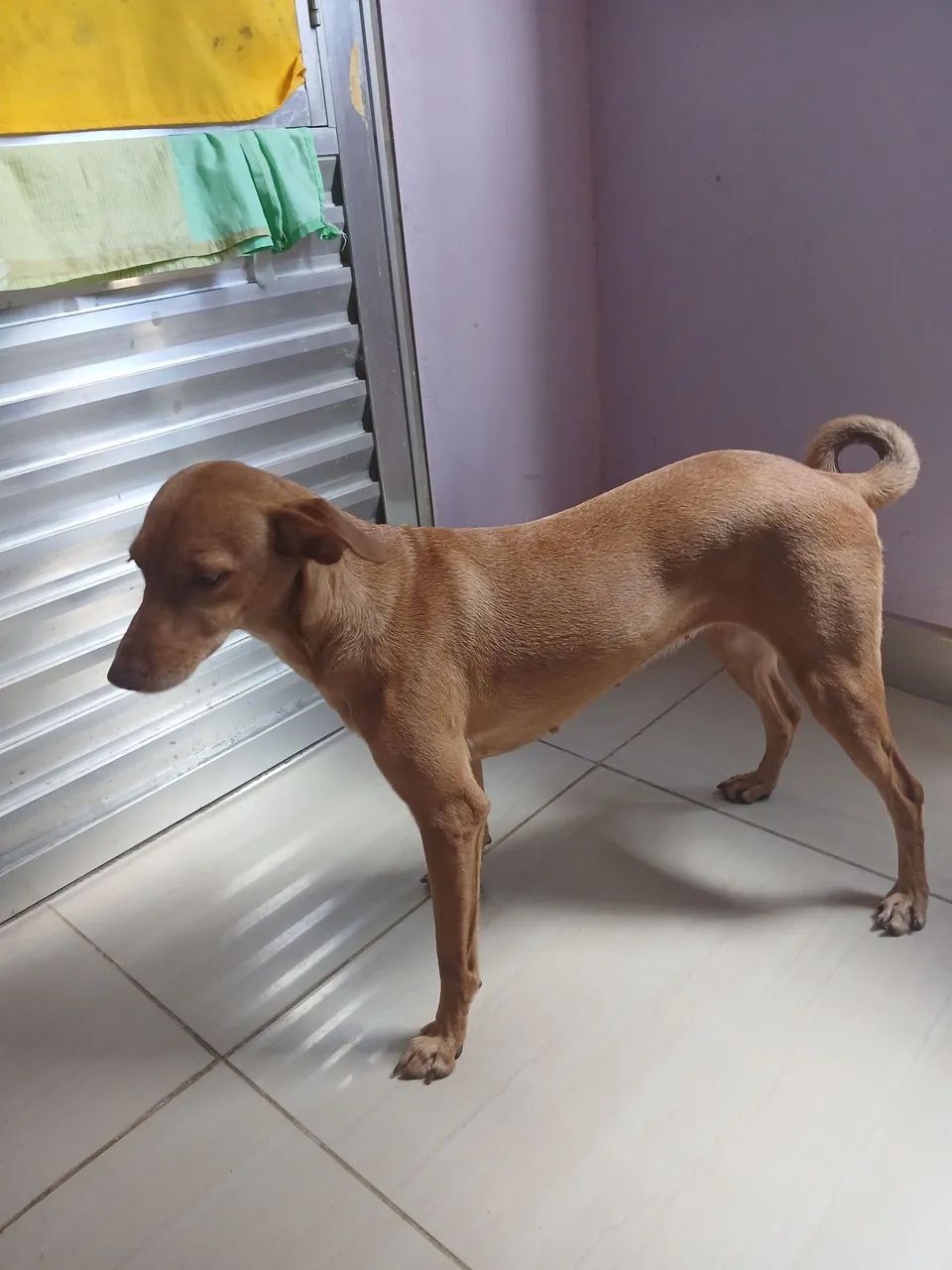 Doação de um Pet  - Foto 3