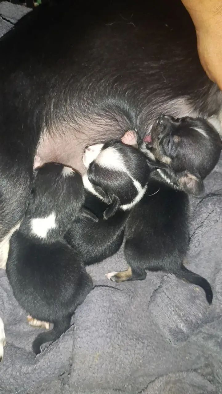 Chihuahua bibelô  - Foto 2