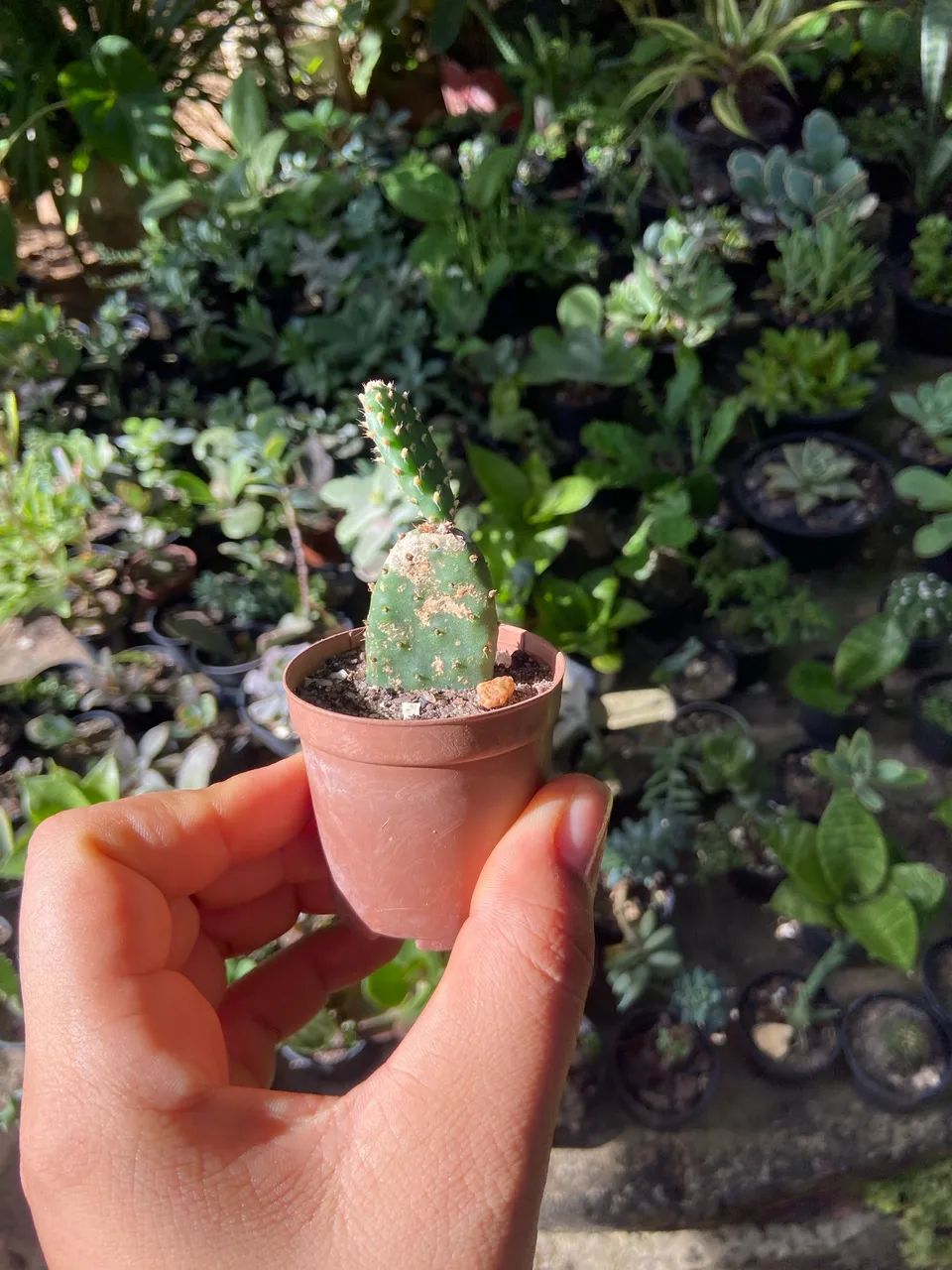 Plantas de várias espécies  - Foto 5