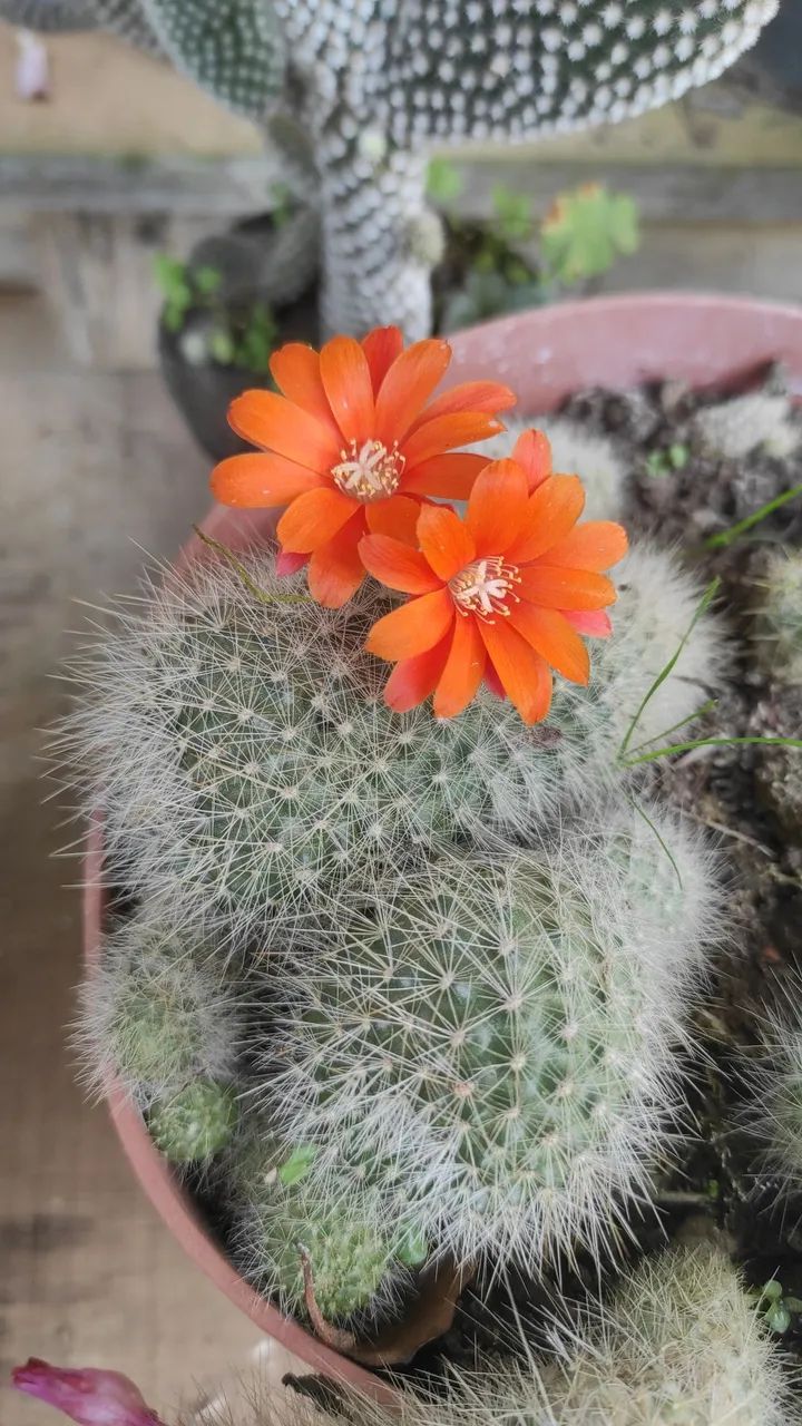 Cactos e suculentas - Foto 2