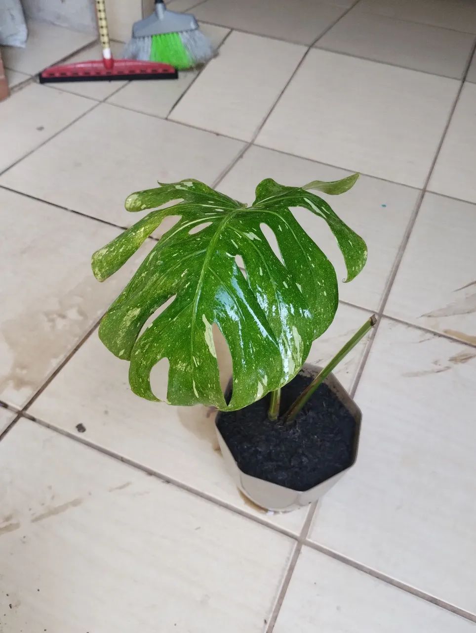 Monstera Thay constelation  - Foto 3