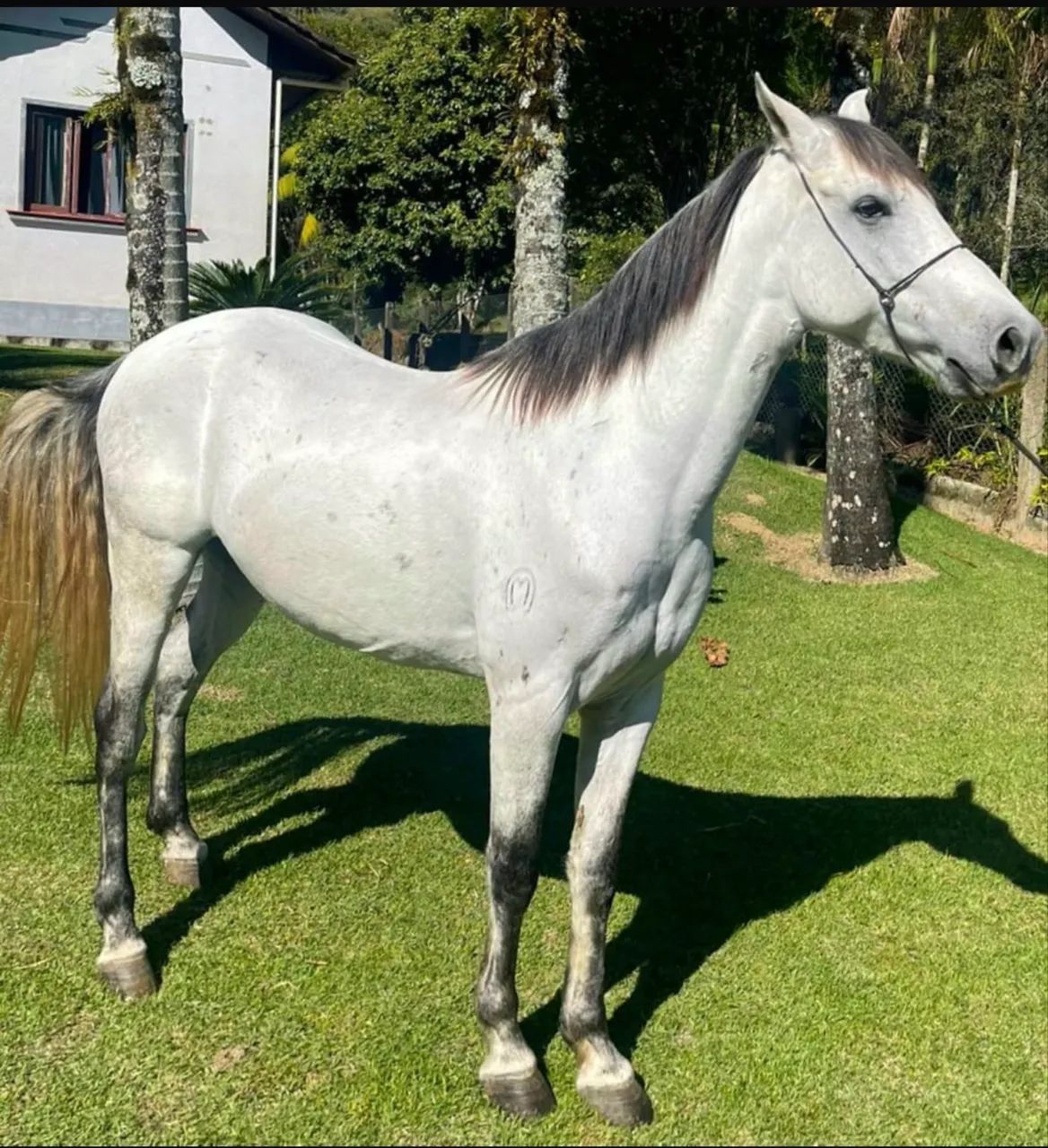Cavalo manga larga