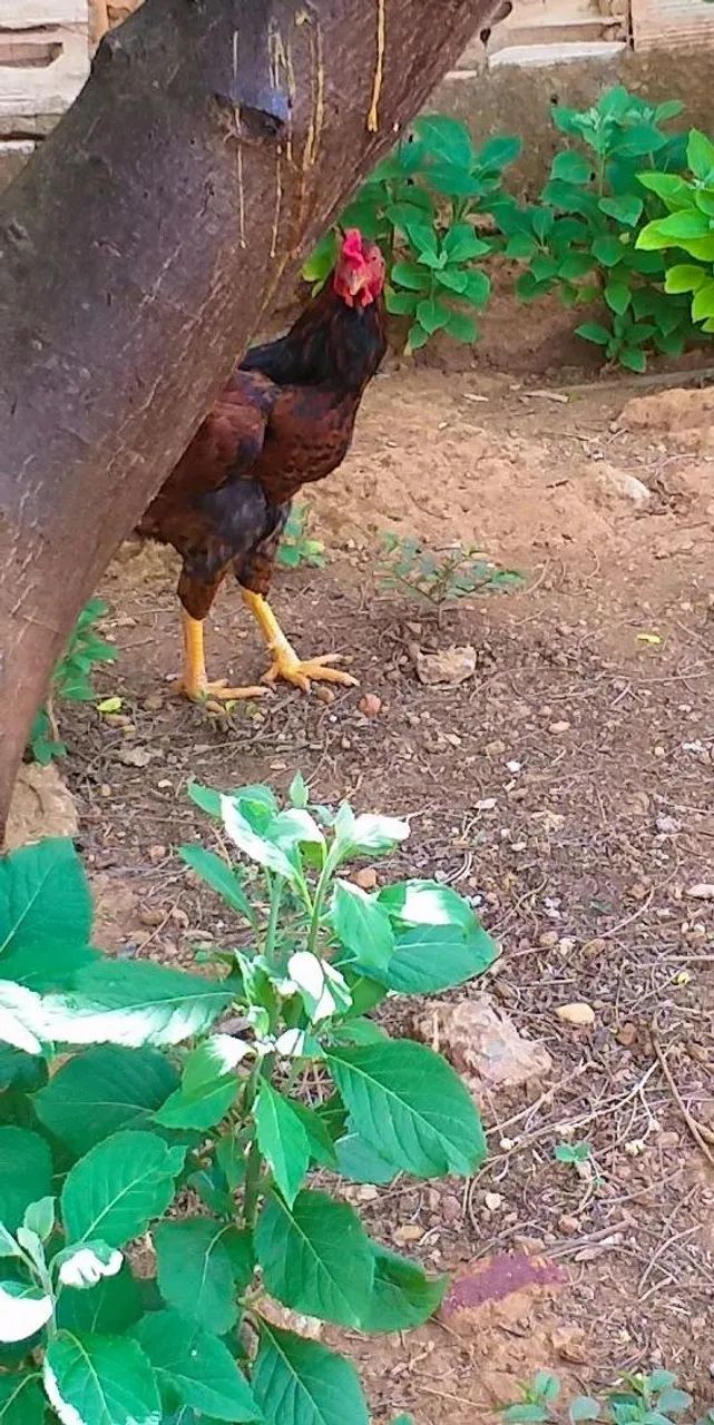 Frangos  - Foto 4