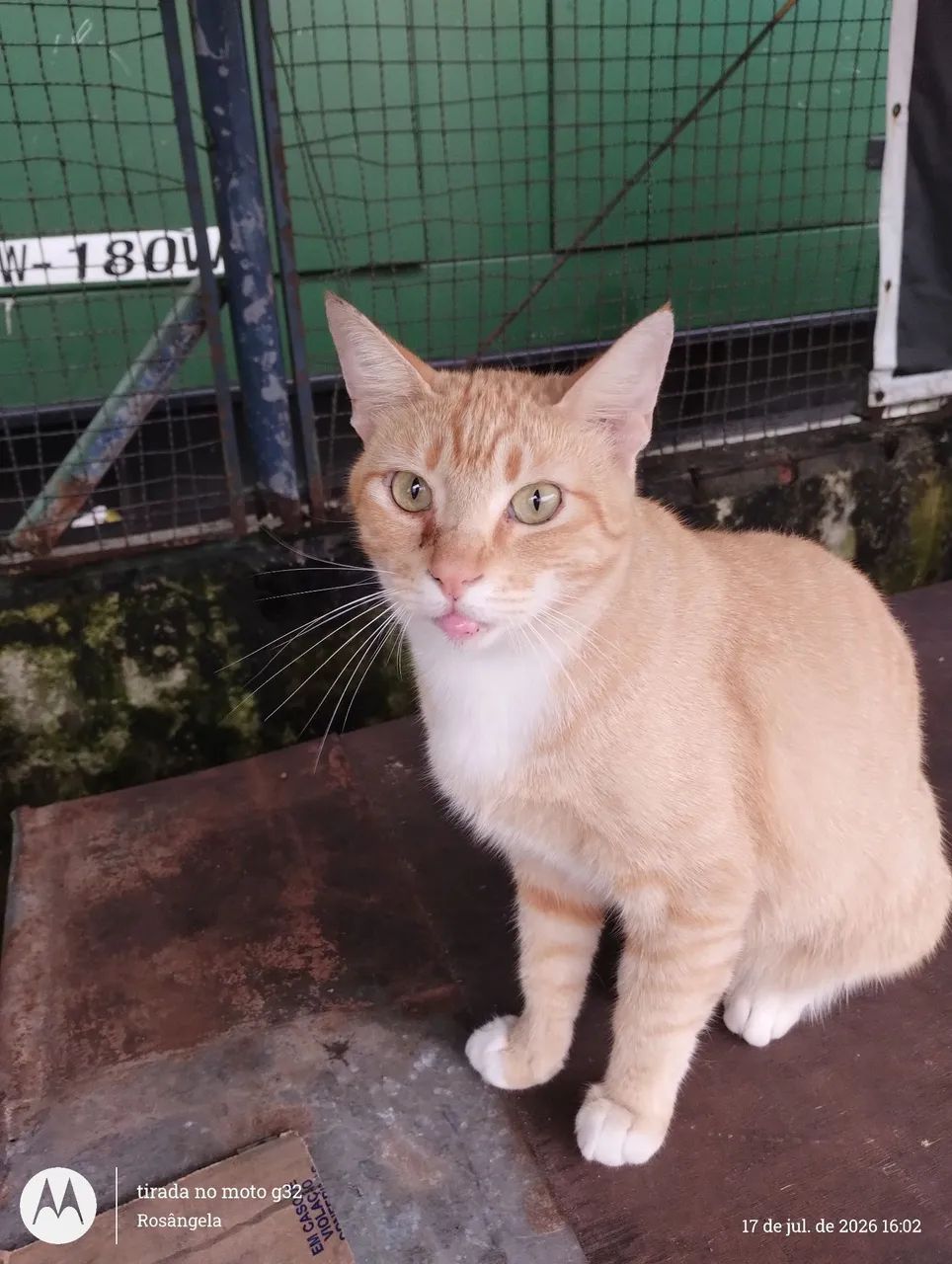 Macho laranja, castrado, 1 ano