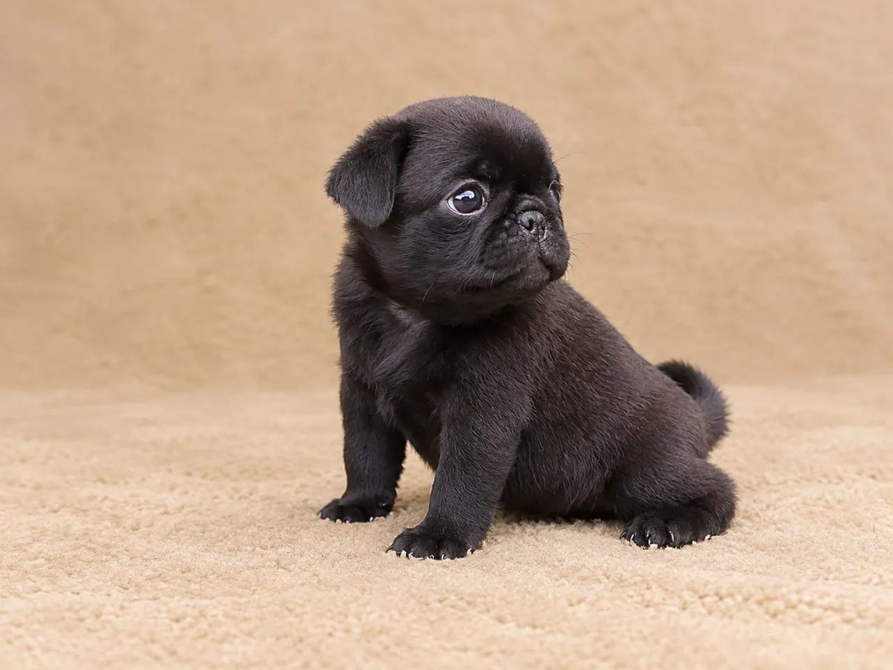 Pug  - Foto 2
