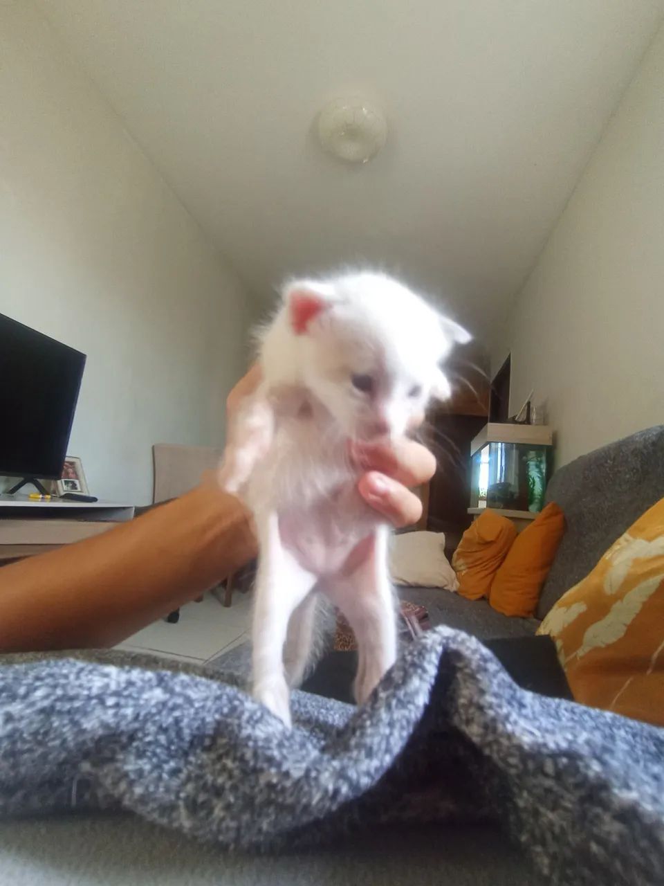 Gato filhote430234142014842880