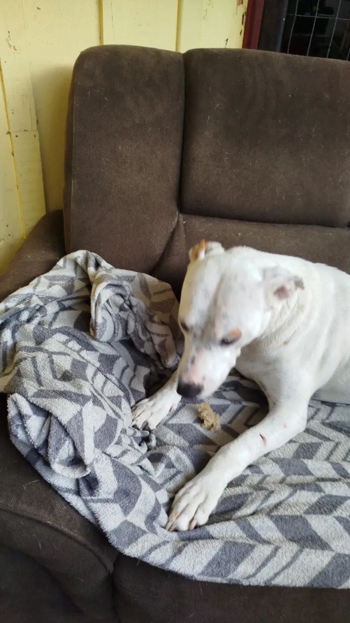 Doação de cachorro  - Foto 3