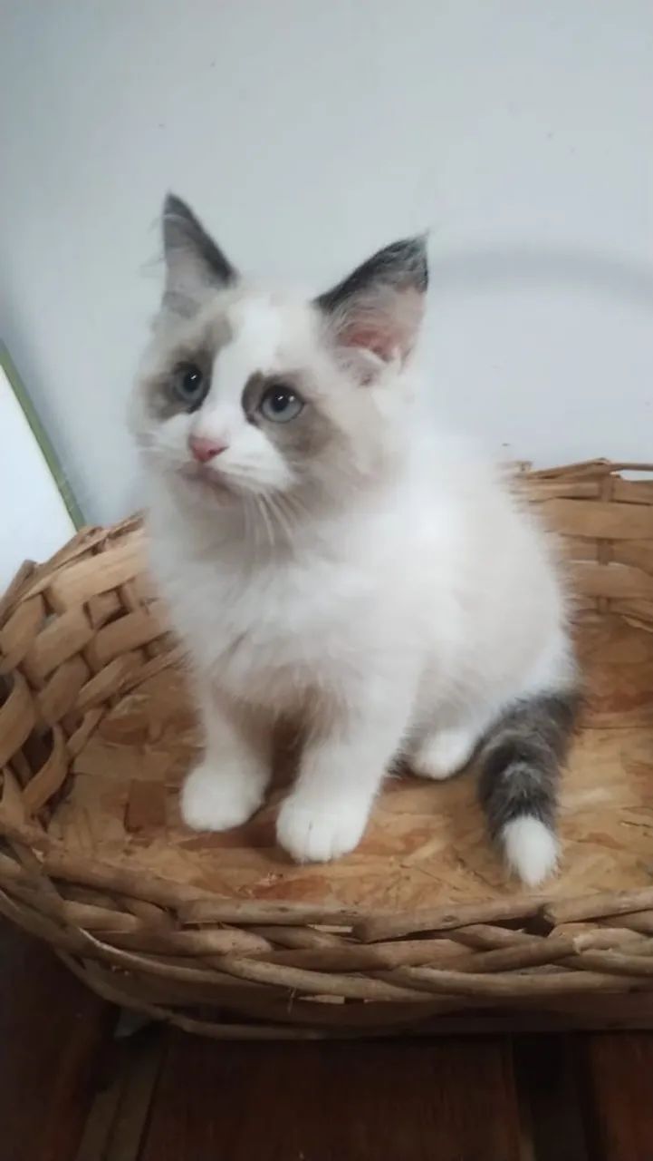 Filhote ragdoll  - Foto 3