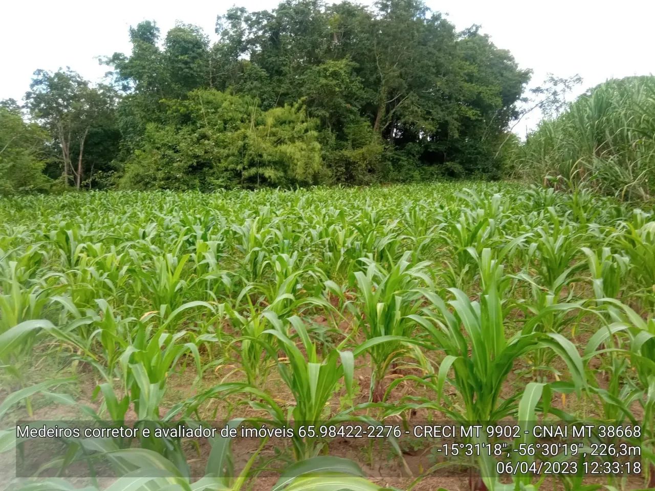 Vendo!!! um sítio quitado de 32 hectares no assentamento comunidade sadia 3