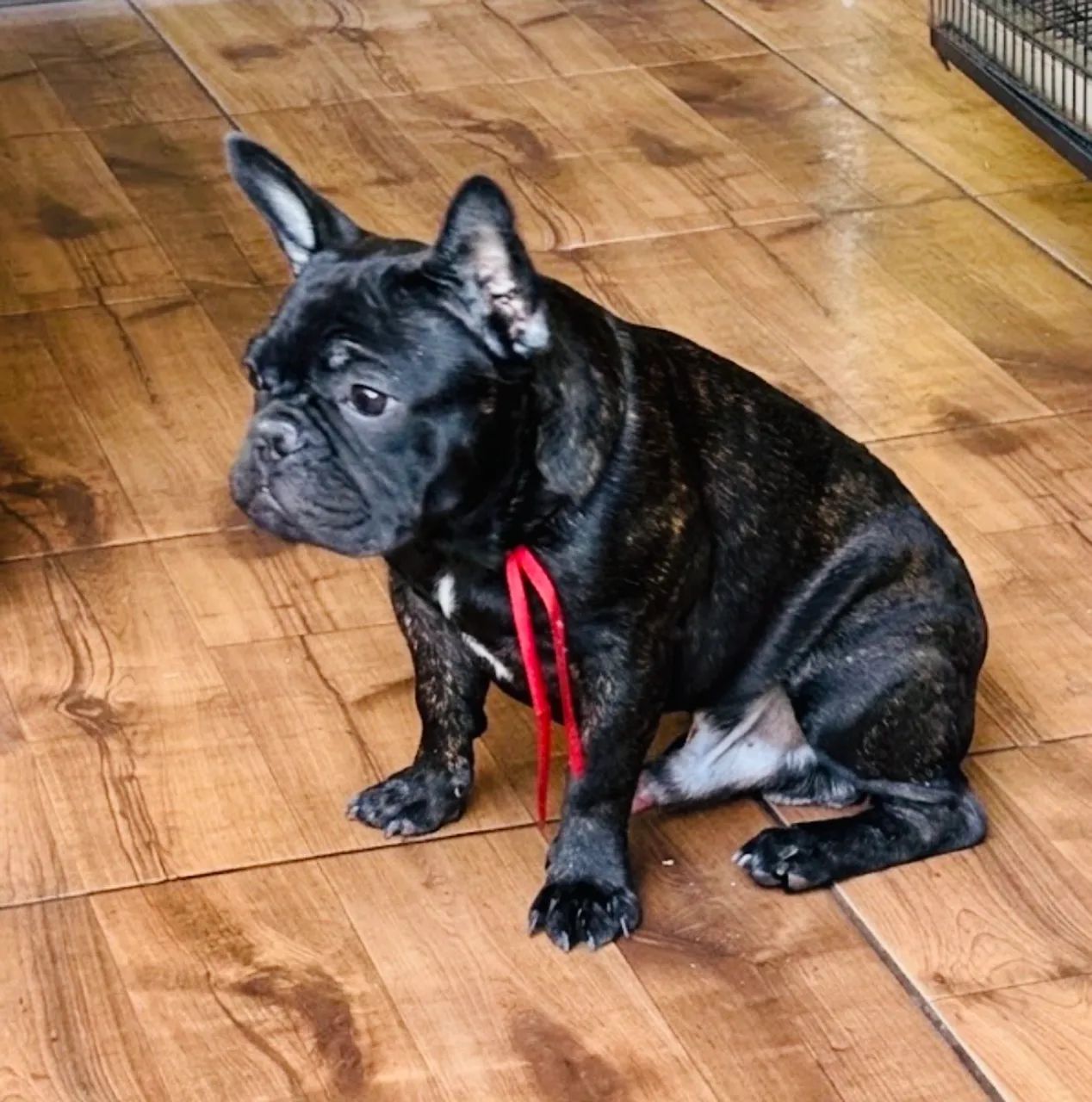 Buldogue Francês  - Foto 2