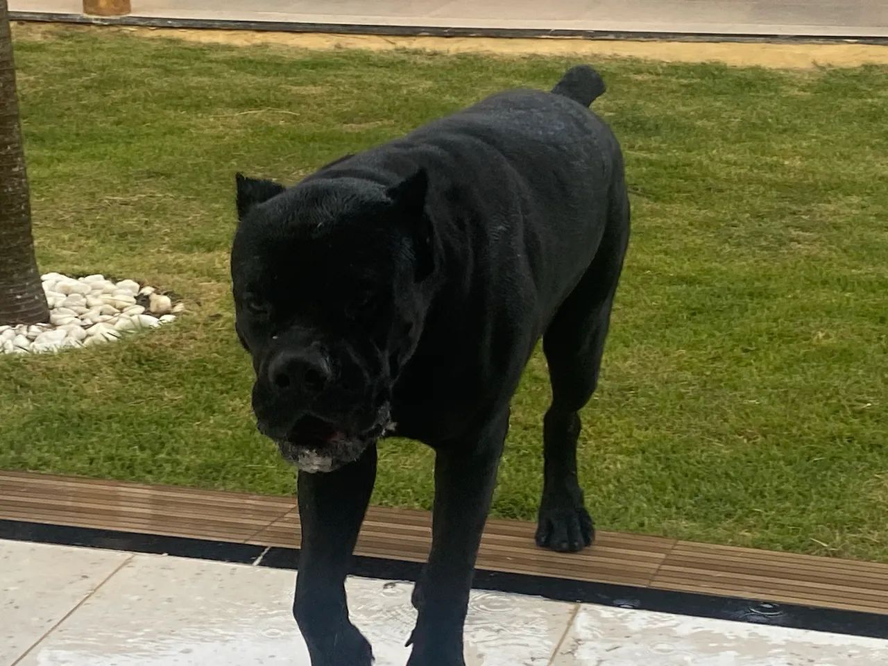Cane Corso  - Foto 2