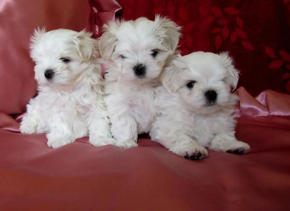 Maltês macho com pedigree