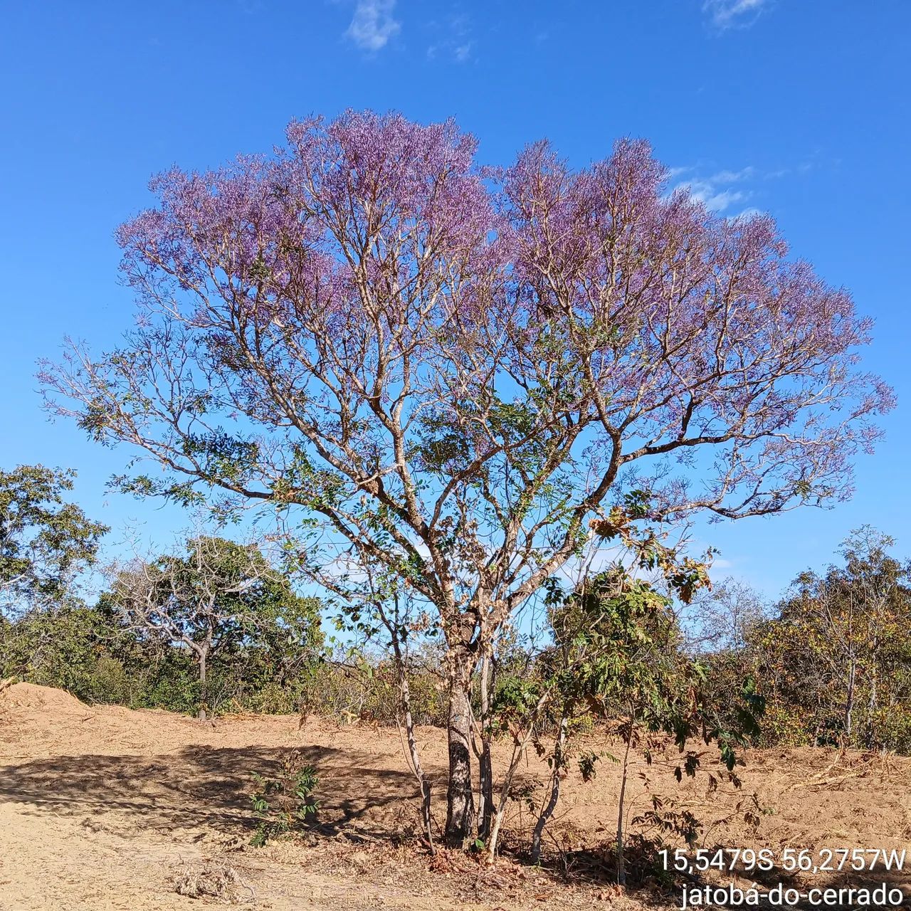 Licença Ambiental - Estudo  de Fauna e Invent ário Florestal  - Foto 4