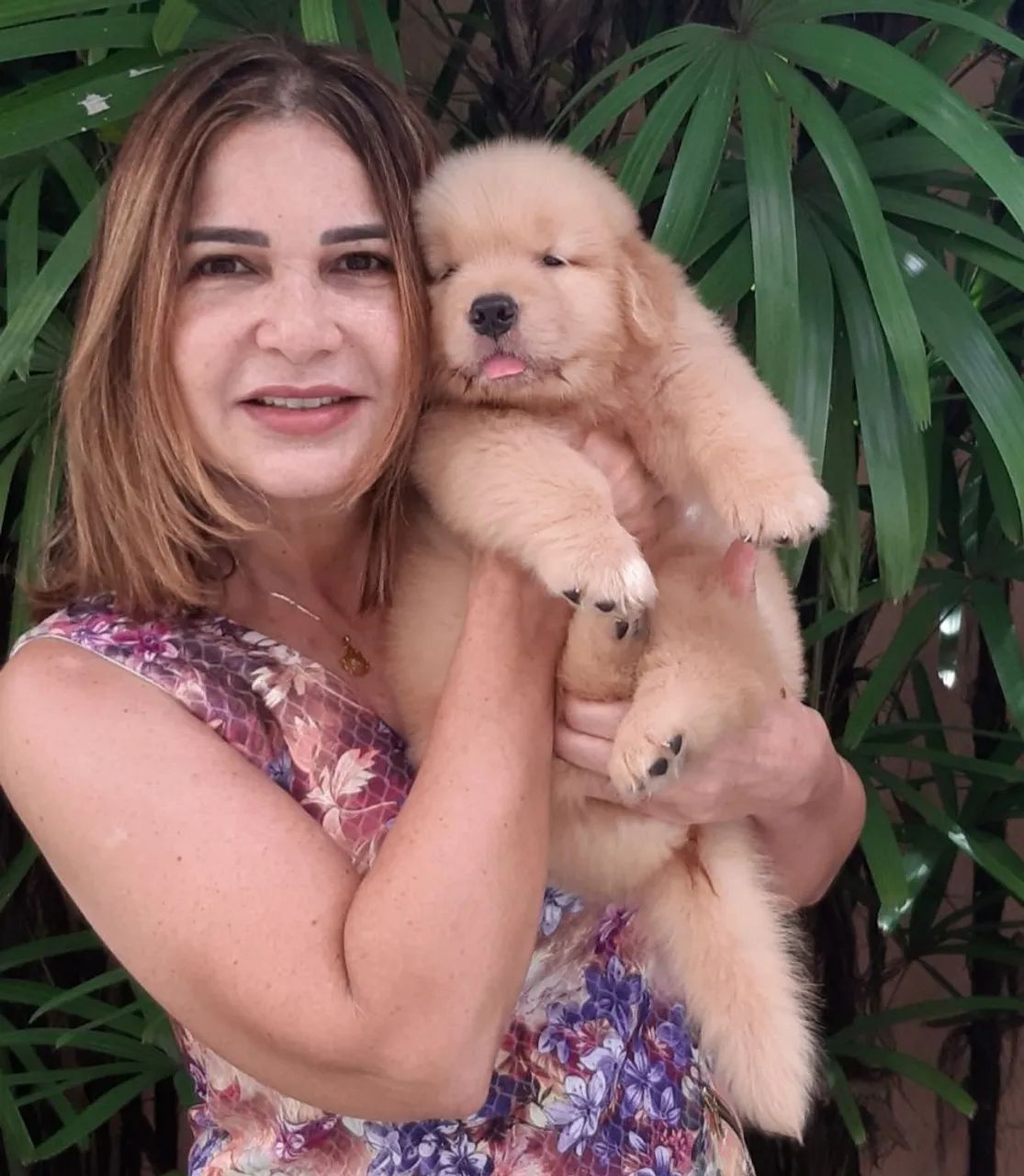 Golden Retriever filhotes  Excelente Linhagem - pedigree CBKC