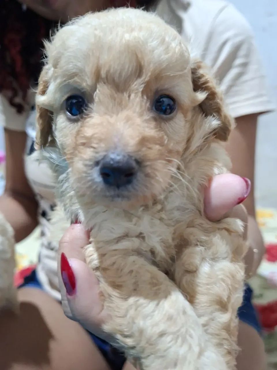 Poodle macho - Foto 3
