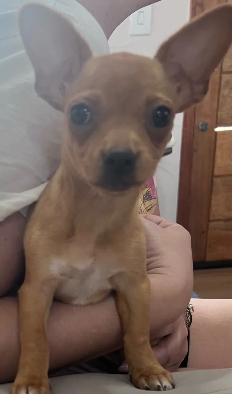 Pinscher - Foto 2