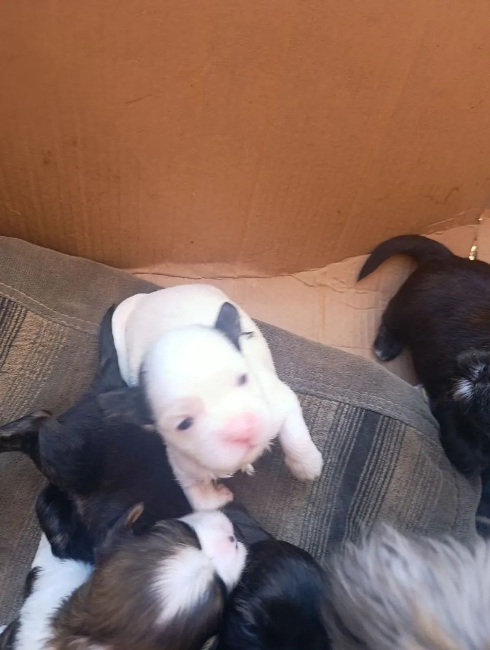 Filhotes de Lhasa Apso  - Foto 2