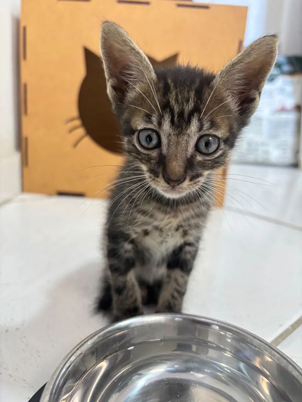 Doação de gato - Foto 2