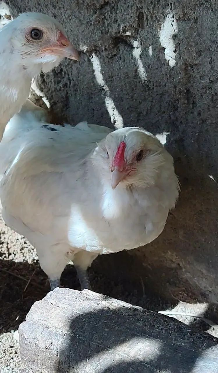 Ameraucana  - Foto 3