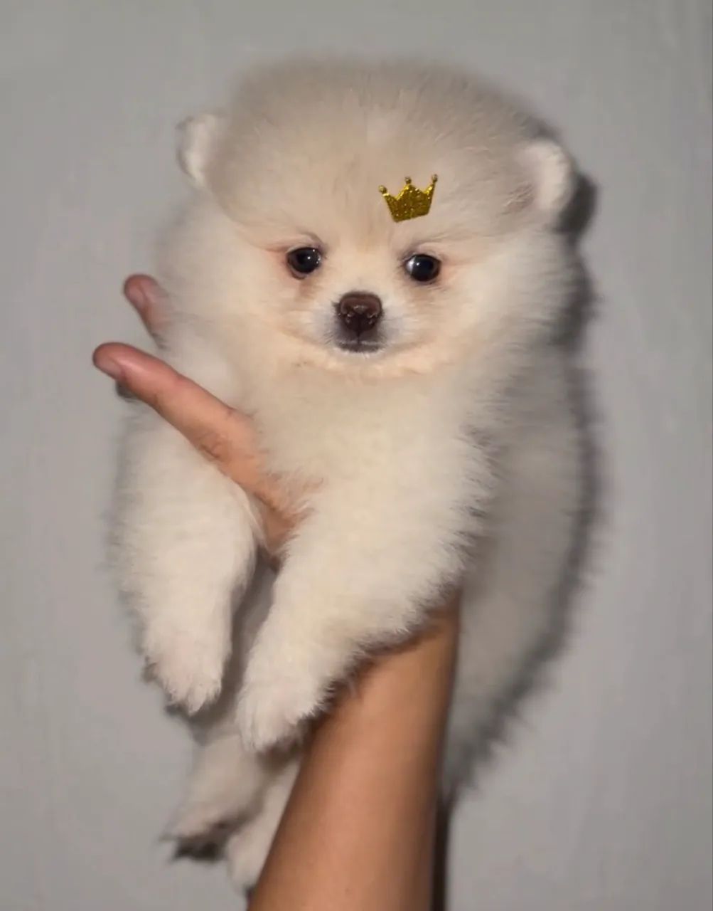 Spitz alemão  - Foto 2