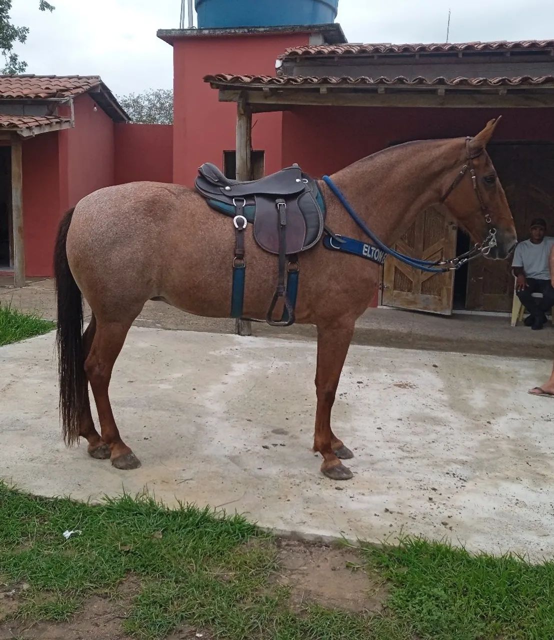 Égua mangolina 