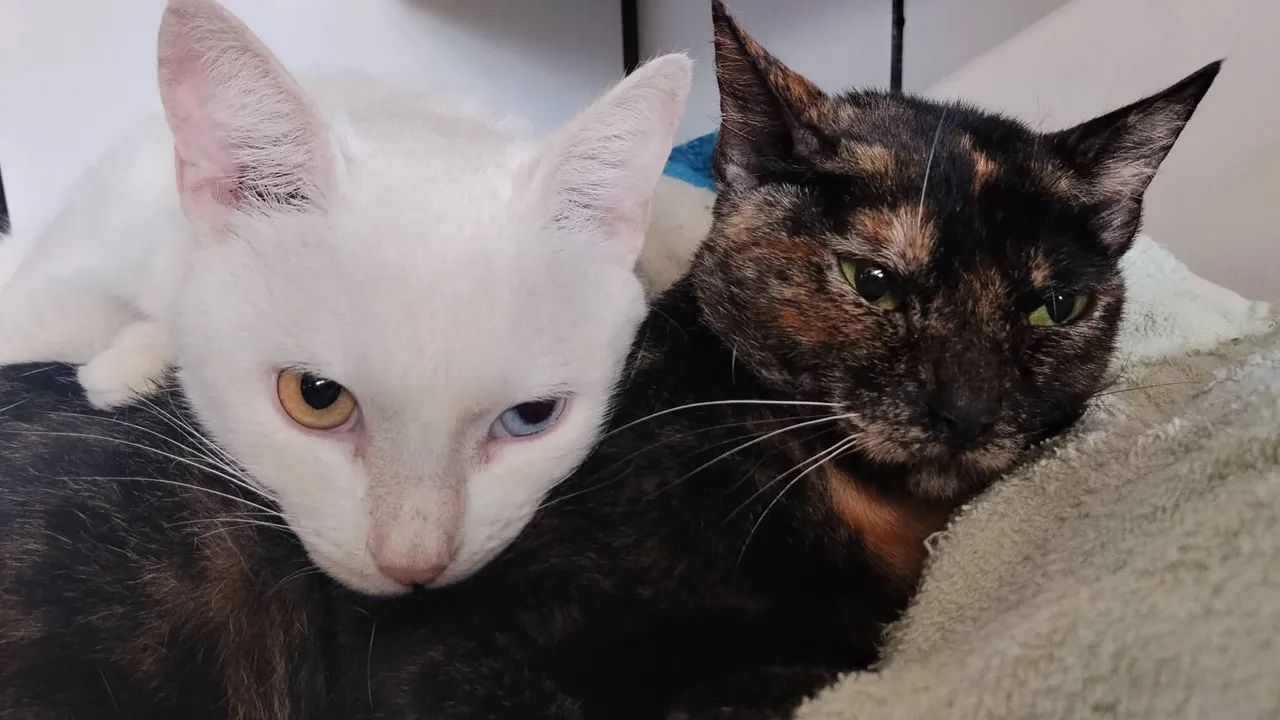Gato doação conjunta - Foto 3