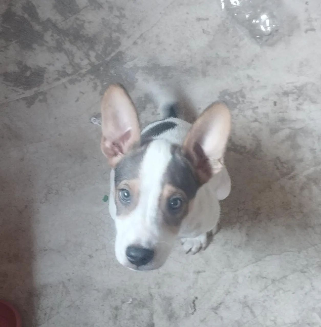 Cachorro para adoção  - Foto 2