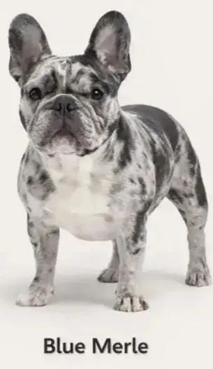 FÊMEA BULDOG FRANCÊS MERLE