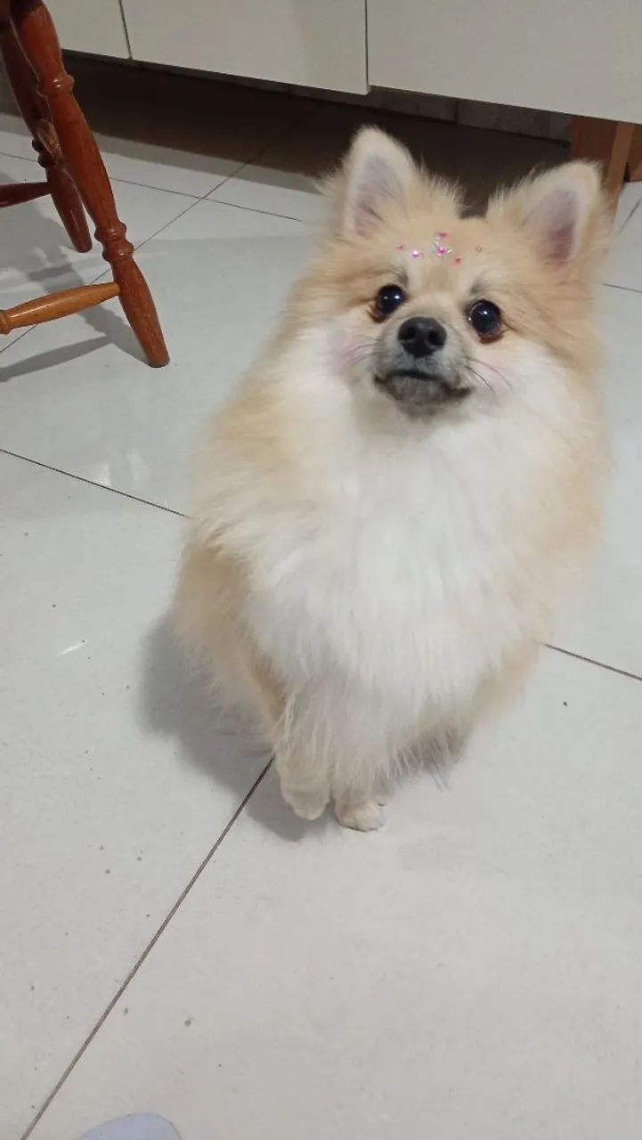 Procurando macho pra cruza - Foto 2