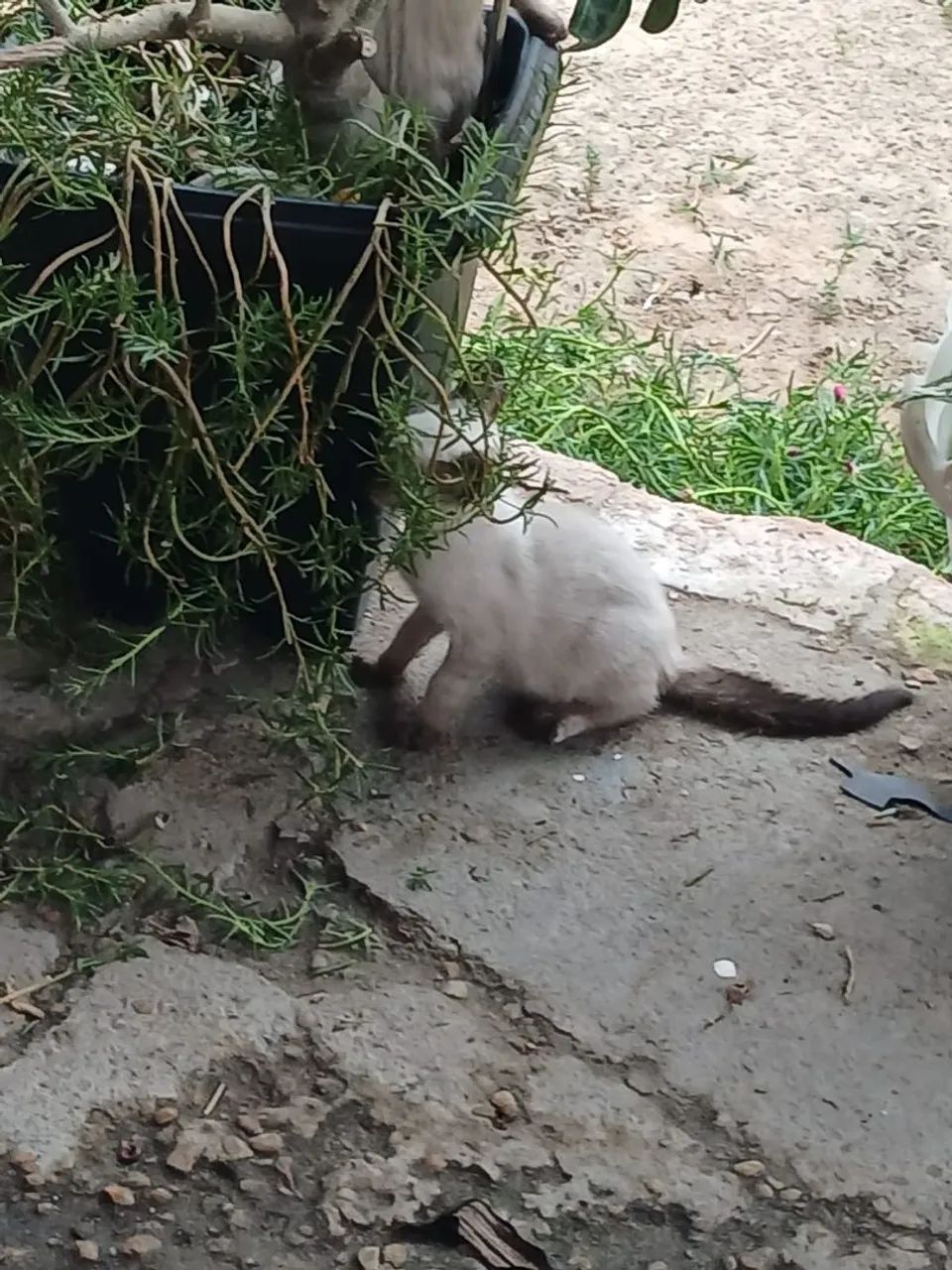 Gatinhos - Foto 3