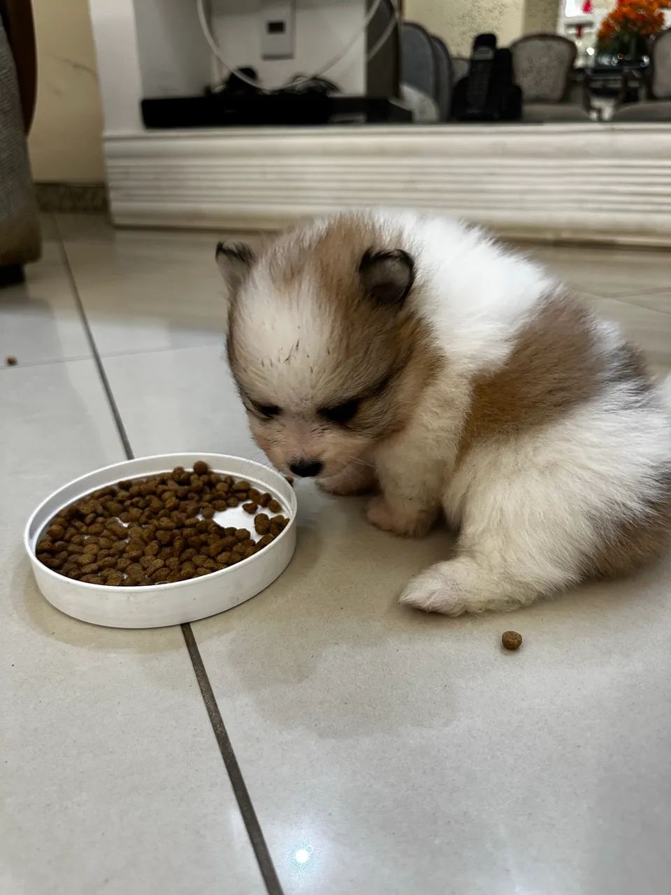 Cachorro  - Foto 3