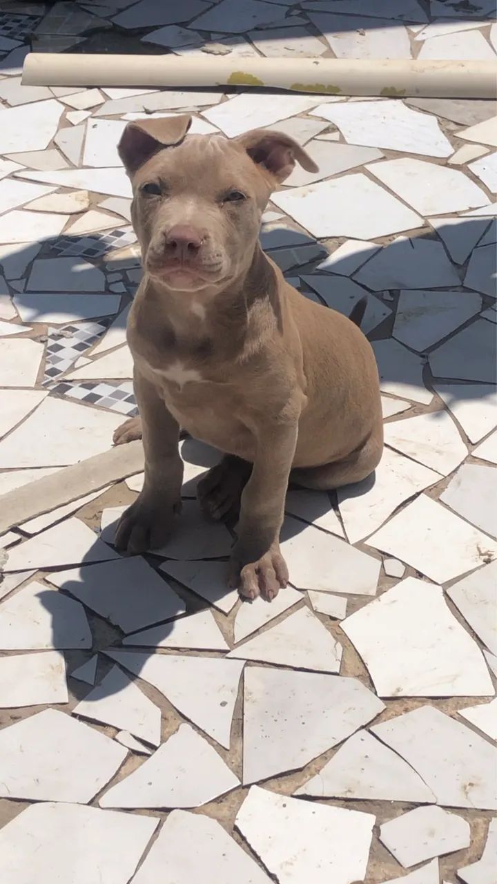Pitbull PITMONSTER  - Foto 3