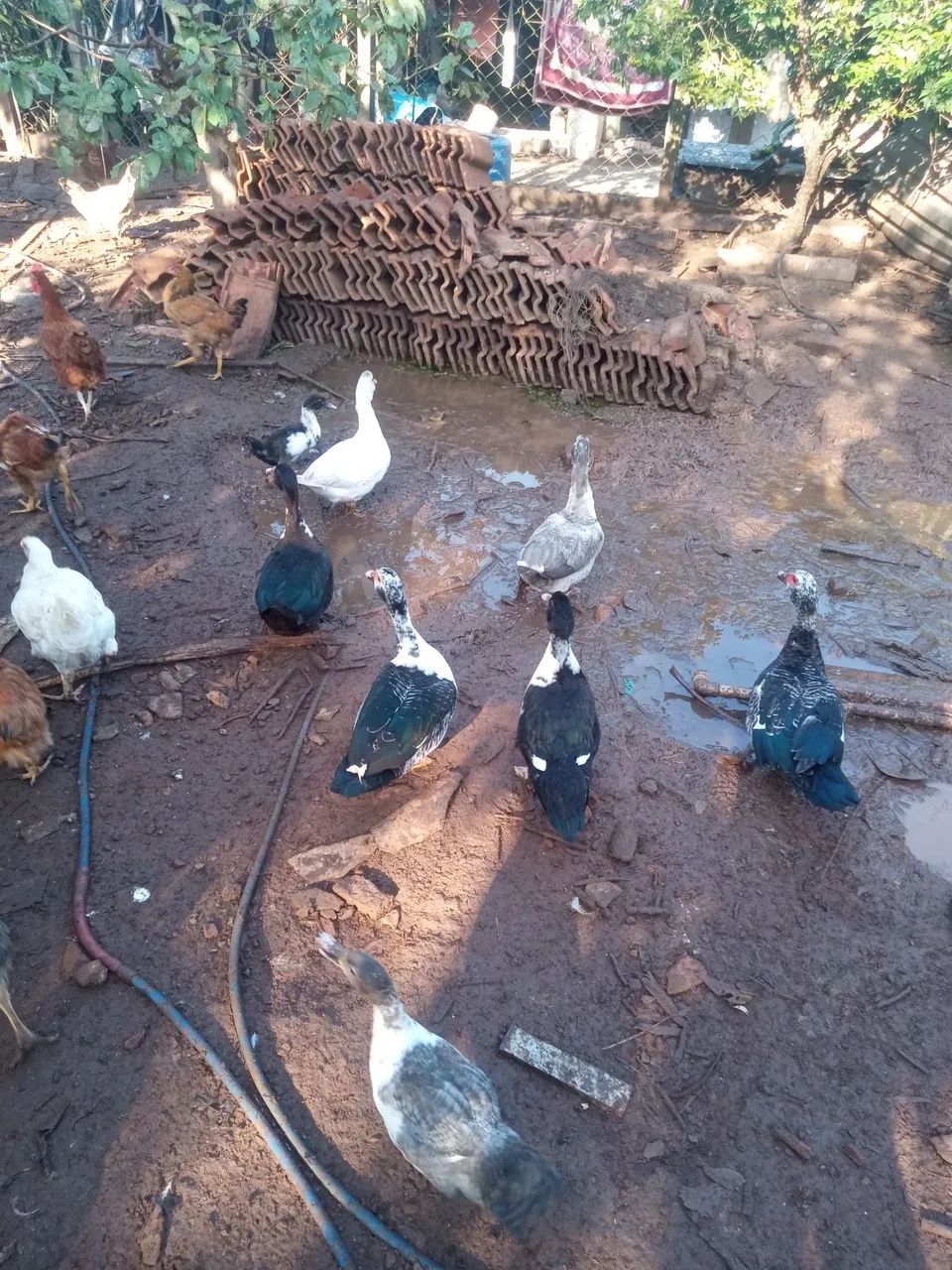 Patos e galinhas 