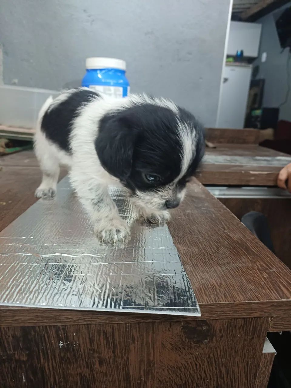 Cachorros - Foto 2