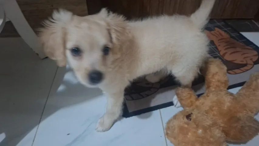 Cadela Podle com Golden  - Foto 2