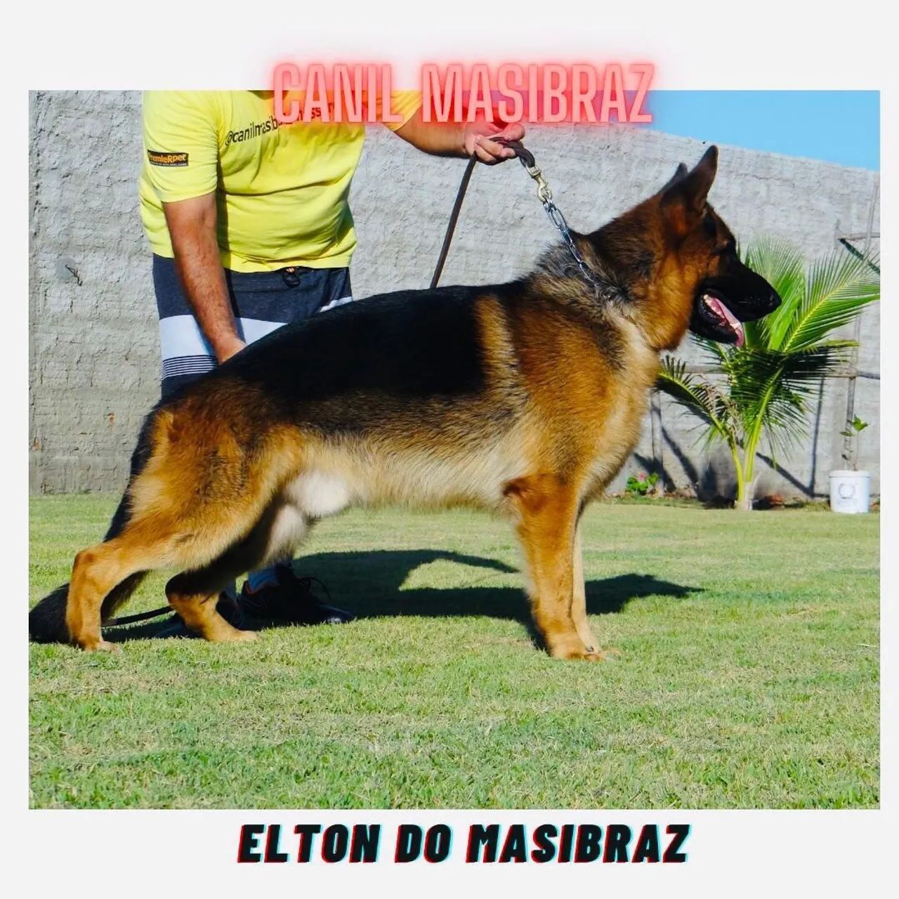 FILHOTE DE PASTOR ALEMÃO - PEDIGREE  - Foto 3