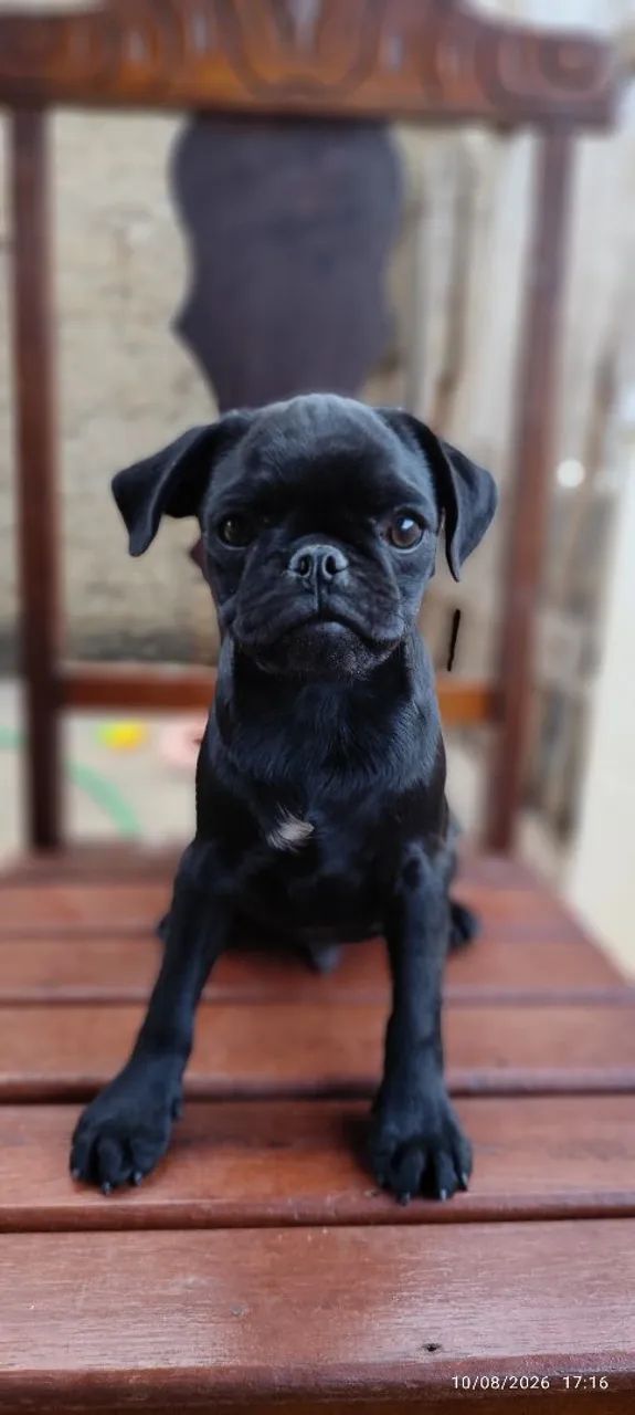 Vendo filhotes de Pug  - Foto 2