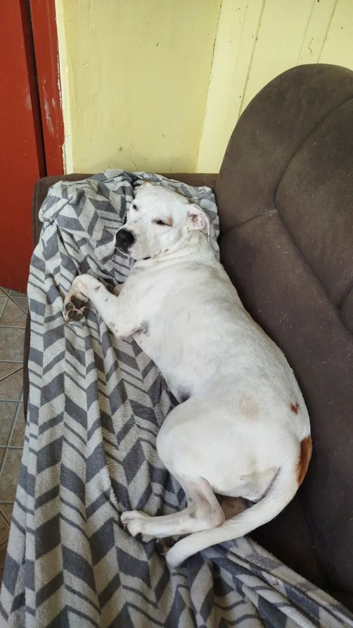 Doação de cachorro  - Foto 2