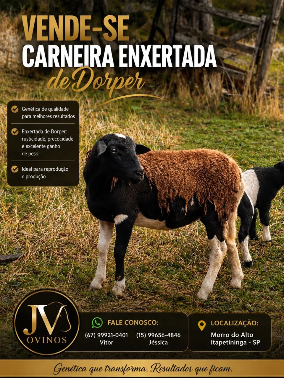 Carneiros dorper 
