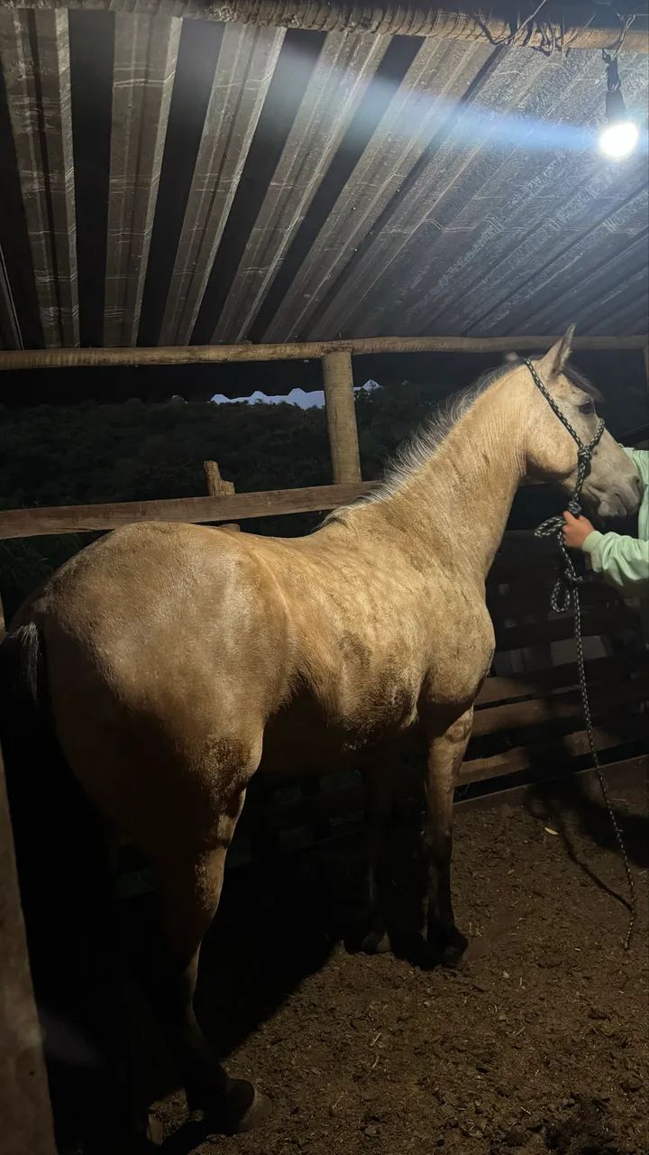 Cavalo castrado  - Foto 3