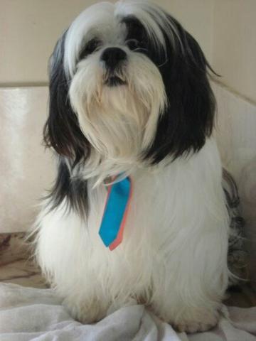 Filhotes d lhasa apso branco e preto