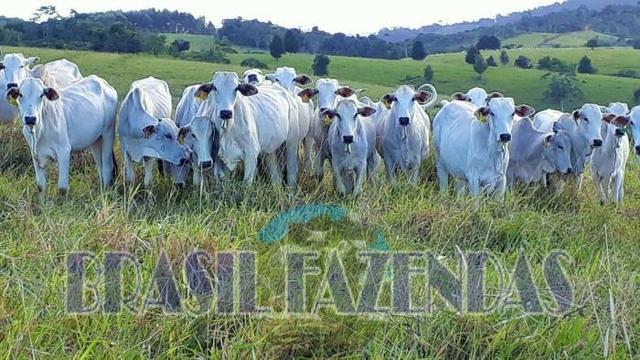 Fazenda em Itamaraju - Foto 2
