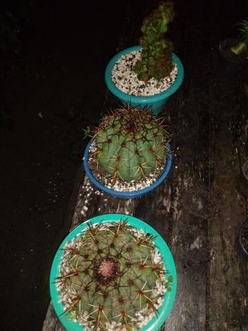 Cactos - Foto 3
