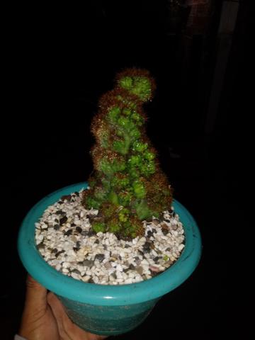 Cactos - Foto 2